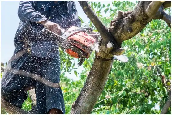tree services Union Grove